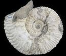 Wide Kosmoceras Ammonite - England #42653-1